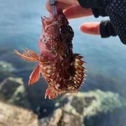 カサゴ