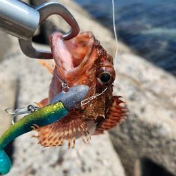 カサゴ