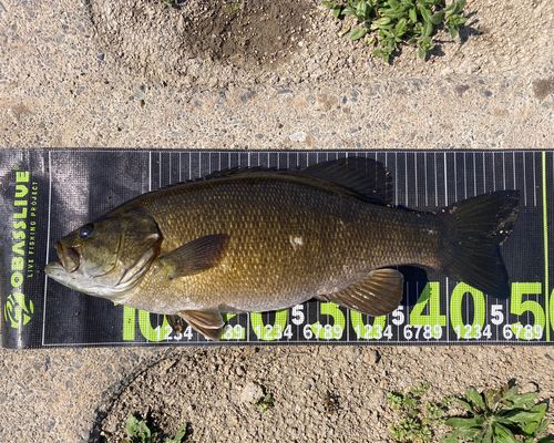 スモールマウスバスの釣果