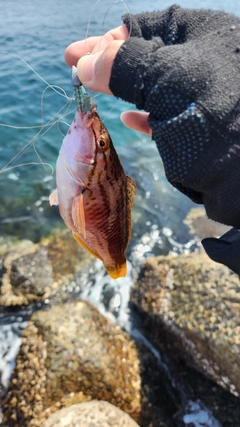 アカササノハベラの釣果