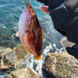 アカササノハベラ