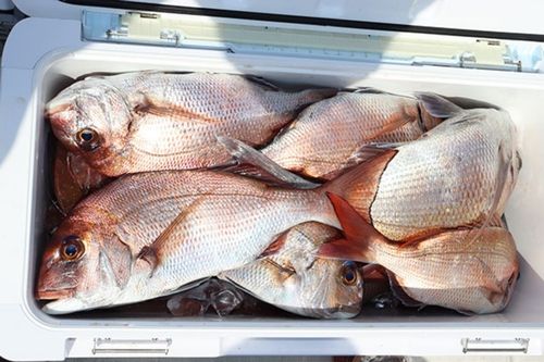 マダイの釣果