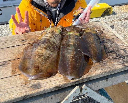 アオリイカの釣果