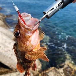 カサゴ