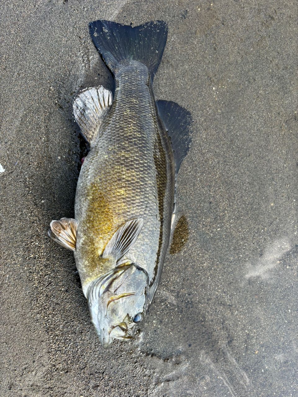 スモールマウスバス