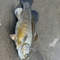 スモールマウスバス