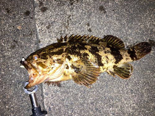 タケノコメバルの釣果