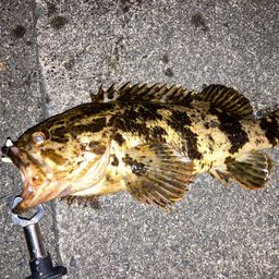 タケノコメバル