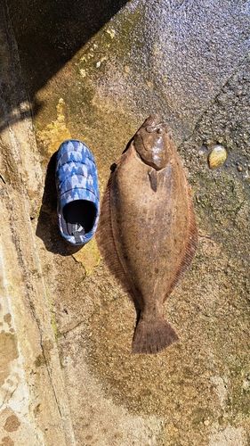 ヒラメの釣果