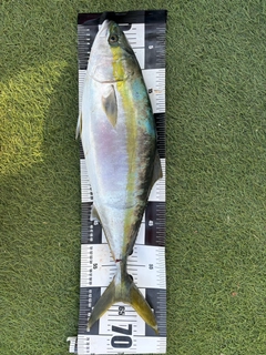 ワラサの釣果