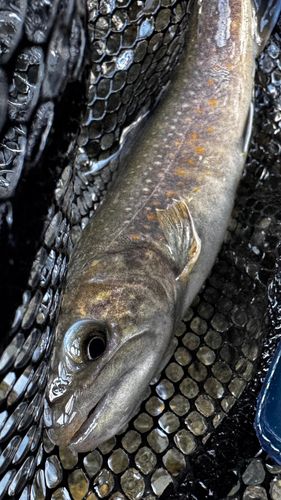 イワナの釣果