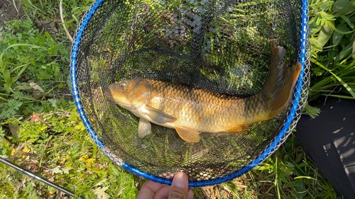 コイの釣果