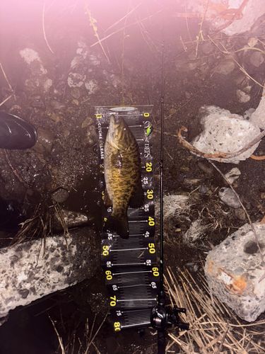 スモールマウスバス