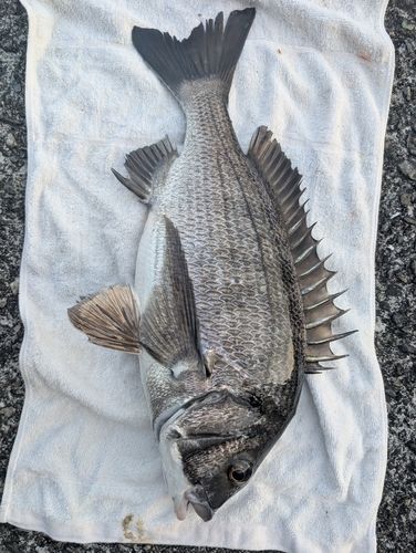 チヌの釣果