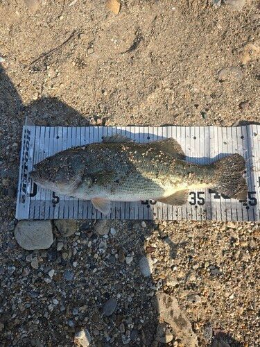 ラージマウスバスの釣果