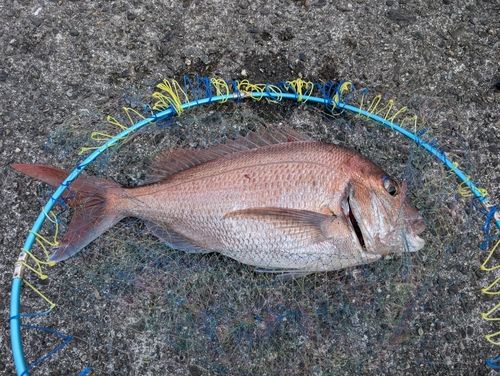 タイの釣果