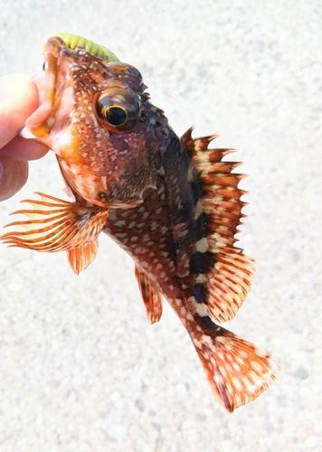 カサゴの釣果