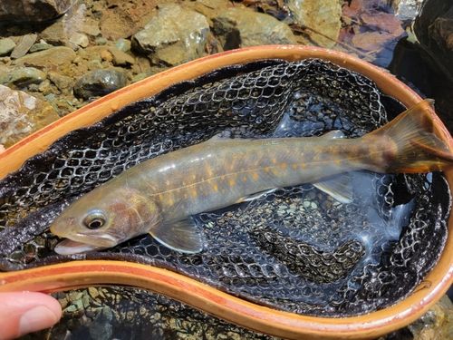 イワナの釣果