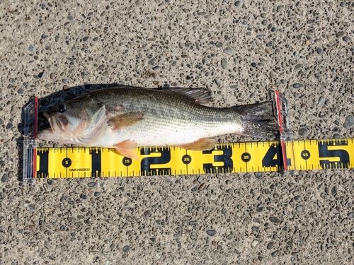 ラージマウスバスの釣果