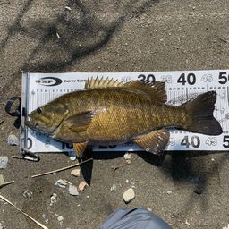 スモールマウスバス