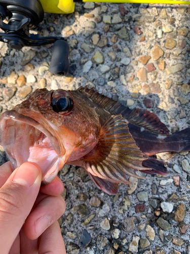 カサゴの釣果