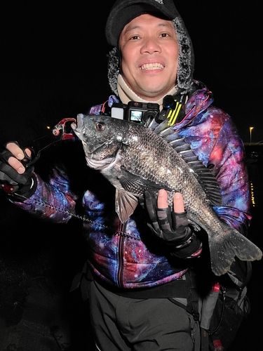 クロダイの釣果