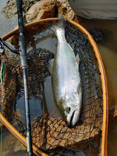 サクラマスの釣果