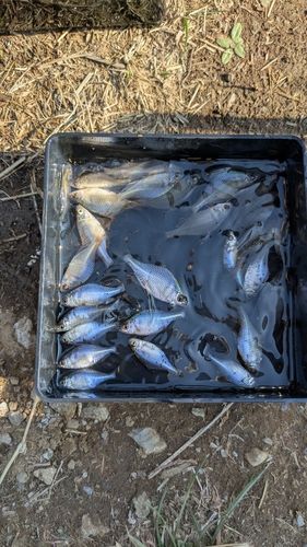 タイリクバラタナゴの釣果