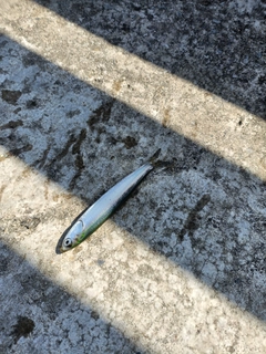 カタクチイワシの釣果