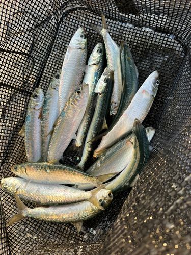 カタボシイワシの釣果