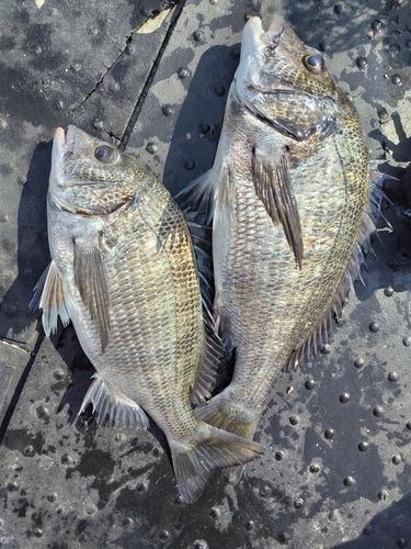チヌの釣果