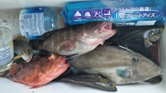 イサキの釣果
