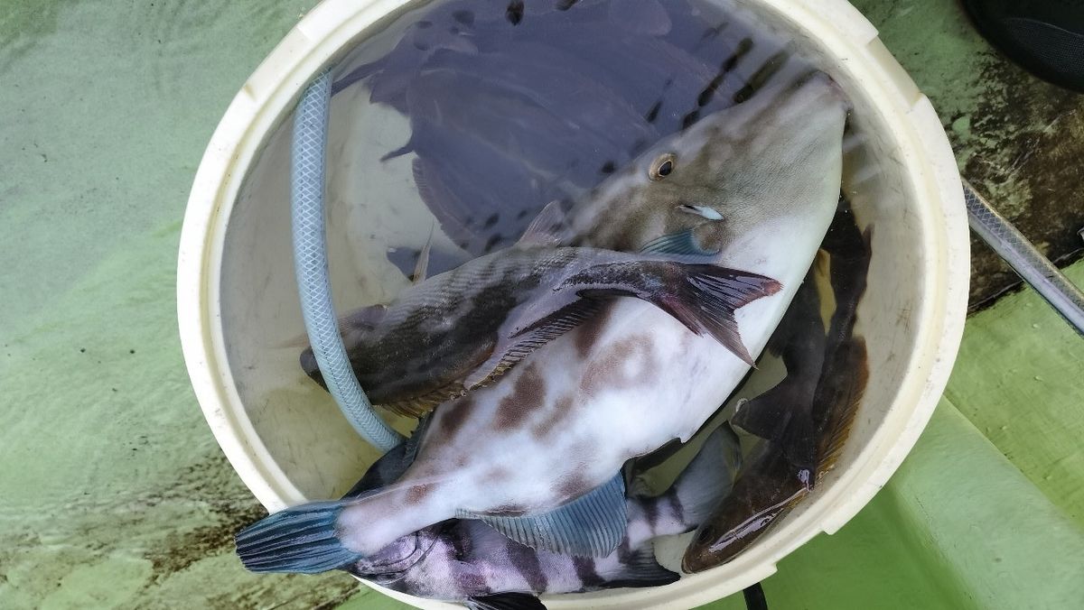 小モノ庶民アングラーさんの釣果 2枚目の画像