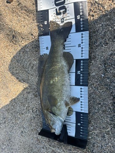 スモールマウスバスの釣果