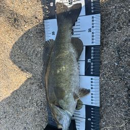 スモールマウスバス