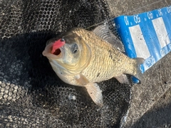 フナの釣果