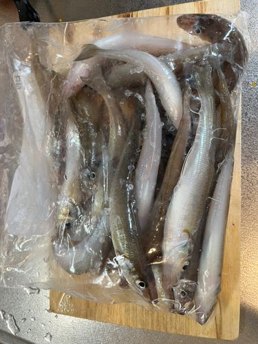 キスの釣果