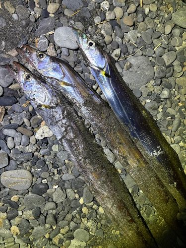タチウオの釣果
