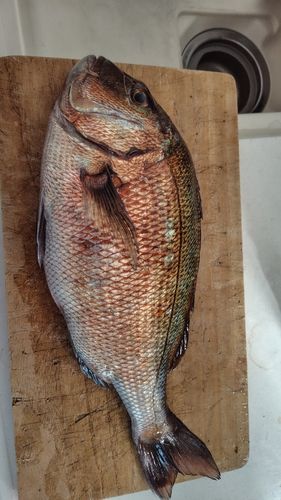 マダイの釣果