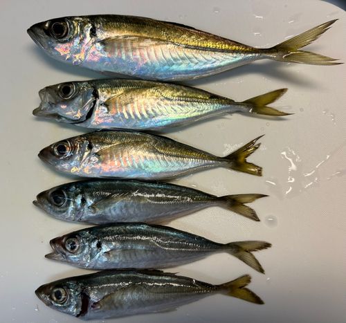 アジの釣果