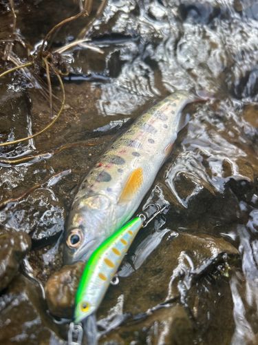 ヤマメの釣果