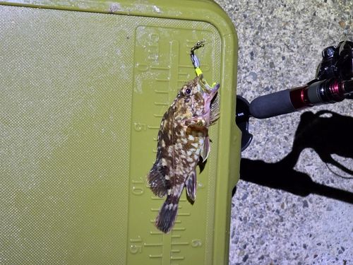 カサゴの釣果