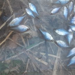 タイリクバラタナゴ