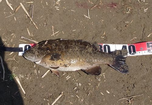 スモールマウスバスの釣果
