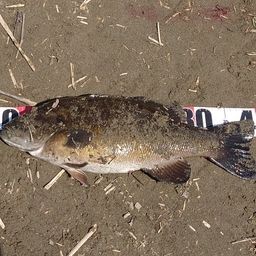 スモールマウスバス