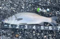 ヒラスズキの釣果