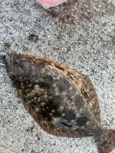 ヒラメの釣果