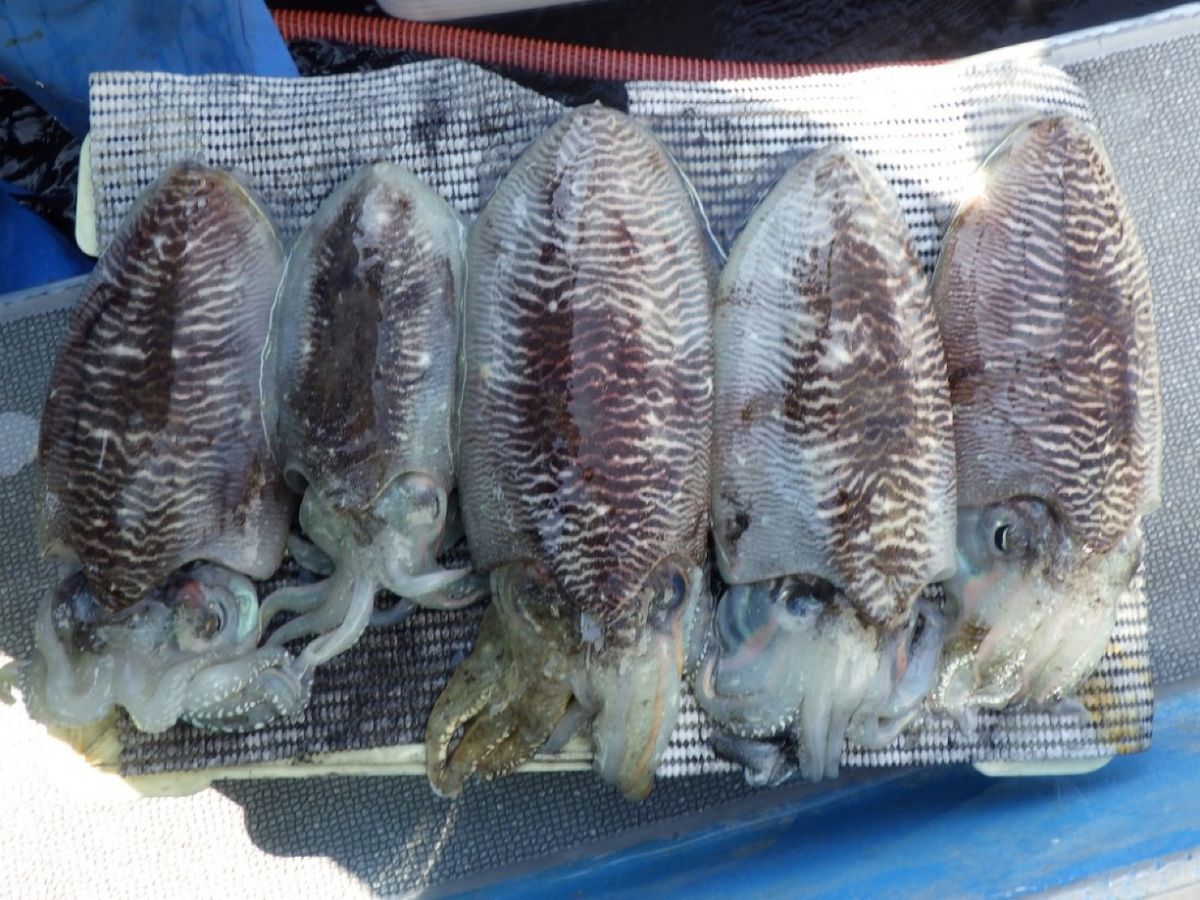 石川釣船@船長さんの釣果 2枚目の画像