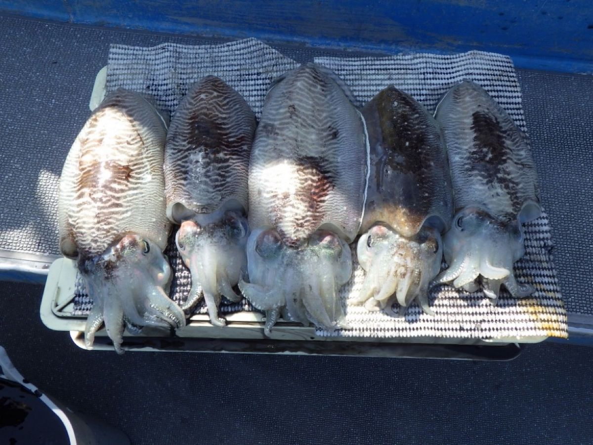 石川釣船@船長さんの釣果 3枚目の画像
