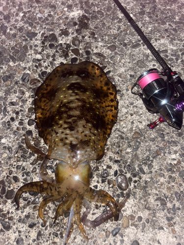 アオリイカの釣果